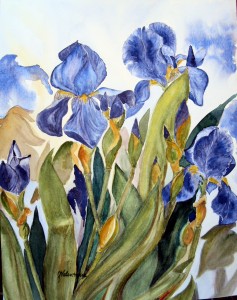 Blue Iris
